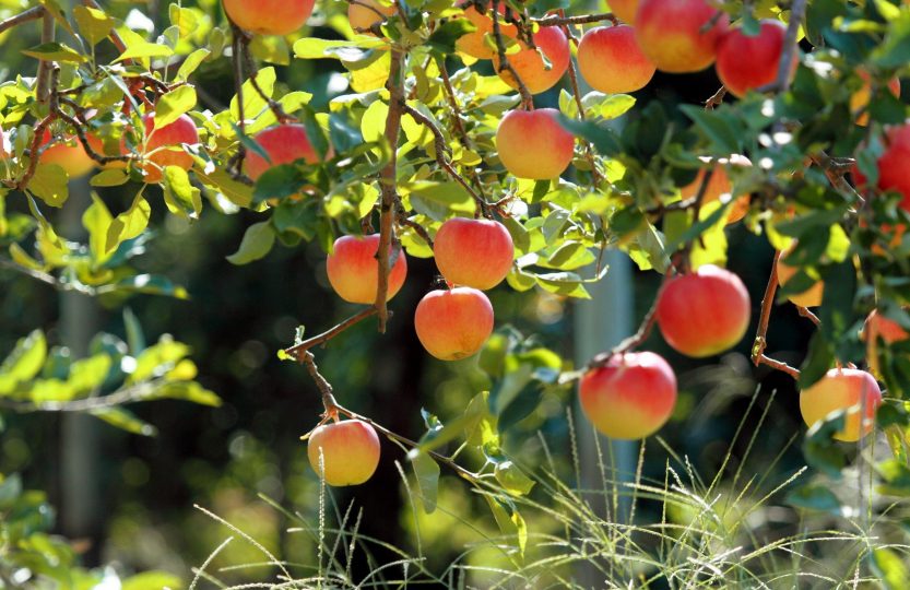 7 secrets des filets pour arbres fruitiers - que vous devez savoir