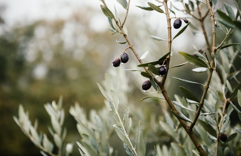 Hiver et gel : voici comment protéger et hiverner son olivier