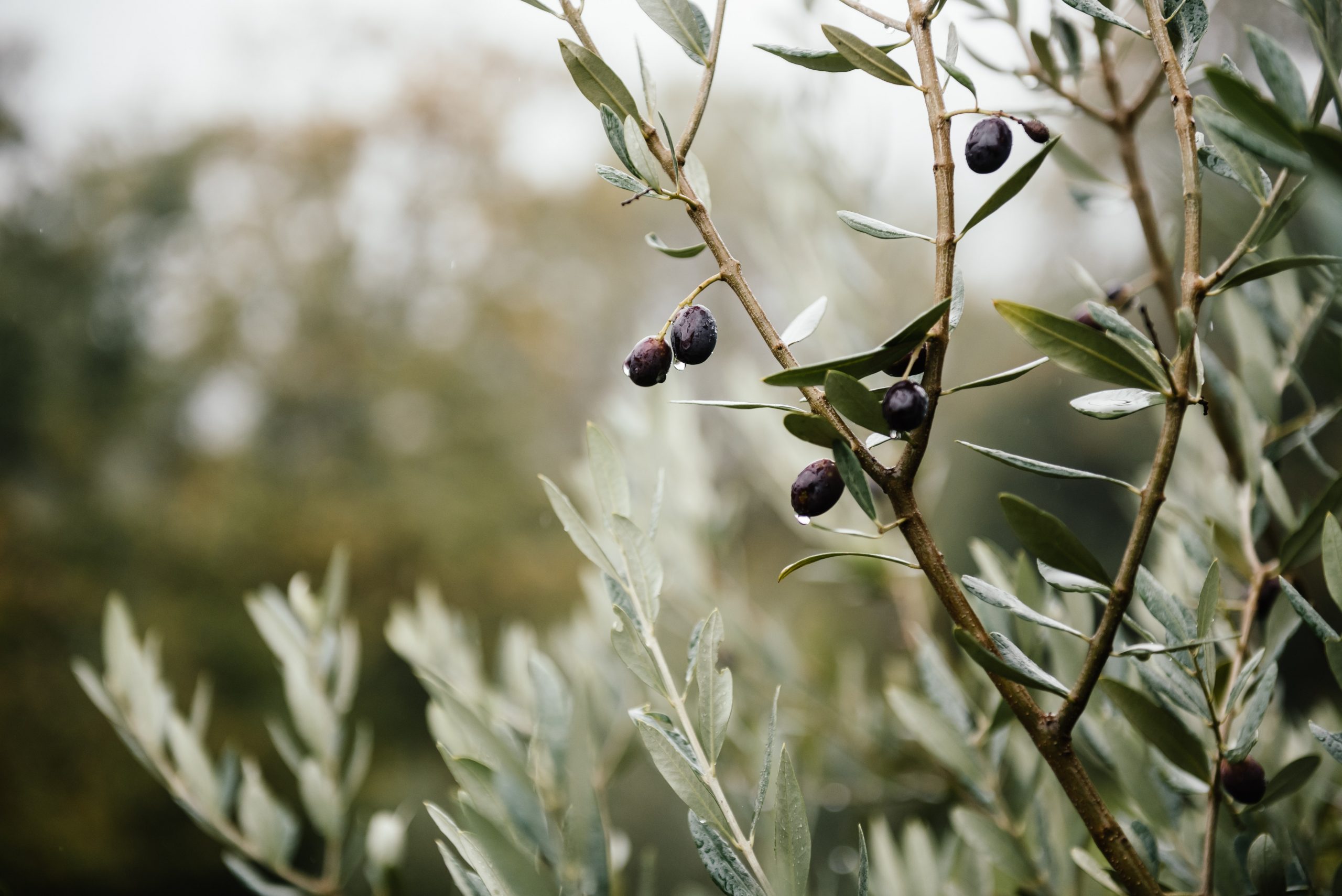 4 conseils pour l&rsquo;hivernage de l&rsquo;olivier