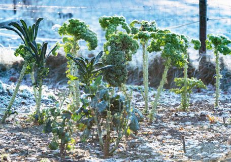 Jardin legume, filet de protection plantations, vente en ligne