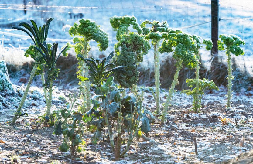 Voile d'hivernage et autres astuces pour protéger les plantes du gel -  France Serres