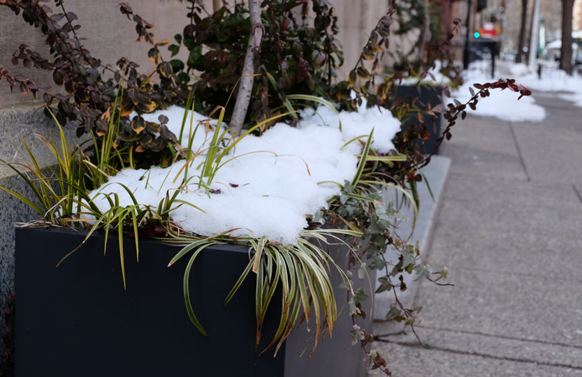 Poser un voile d'hivernage pour protéger vos plantes l'hiver