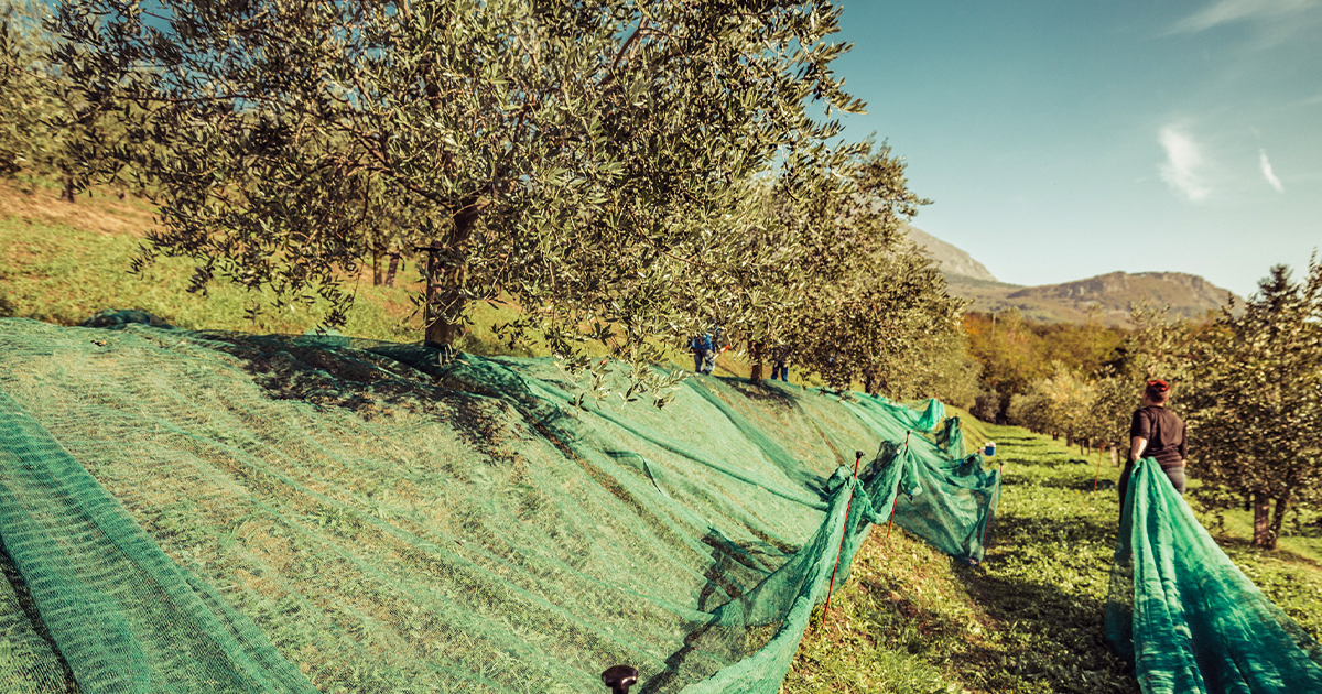 Récolter les olives : l'importance du bon filet de récolte