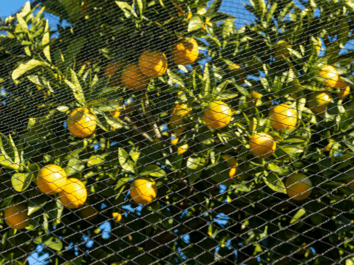 JKG® Grand Filet De Jardin En Maille De Qualité Supérieure – Protège Les Fruits, Légumes, Haricots, Fraises, Arbustes, Parterres De Semences, étang De