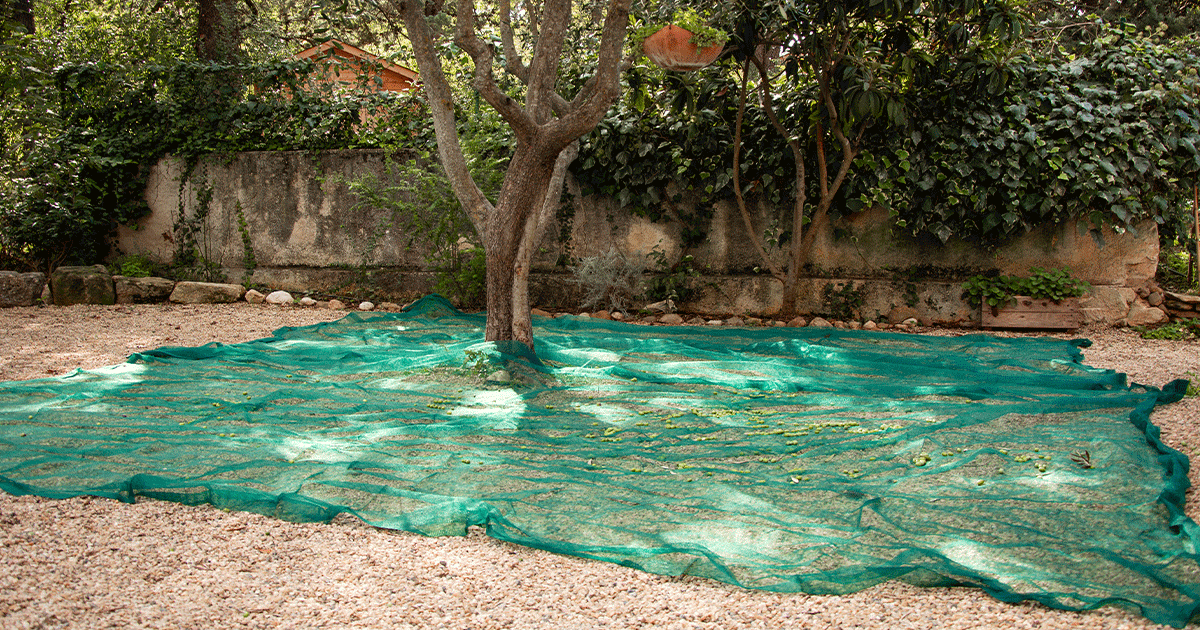 Filet olive : choisir la maille, la taille et les accessoires