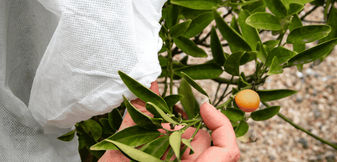 voile d'hivernage agrume