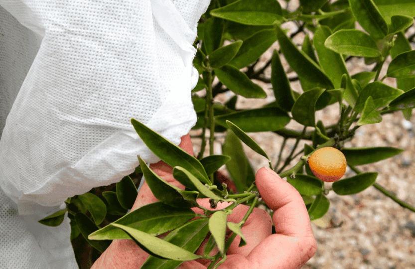 voile d'hivernage agrume