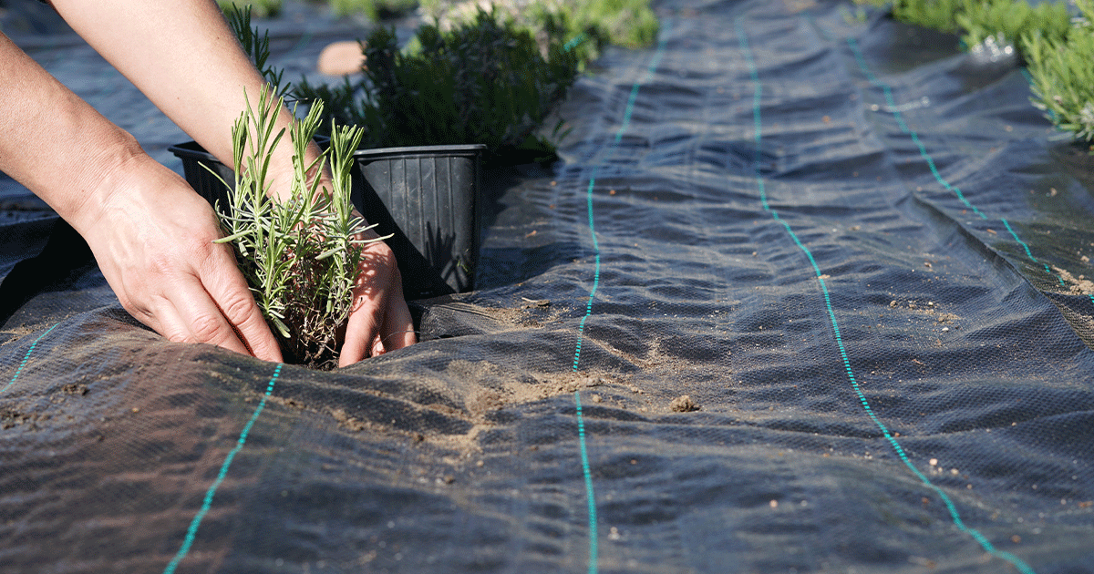Préparer massifs et haies pour l'hiver avec une bâche anti-herbe