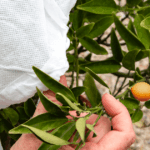 voile d'hivernage agrume