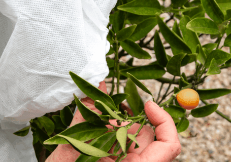 voile d'hivernage agrume