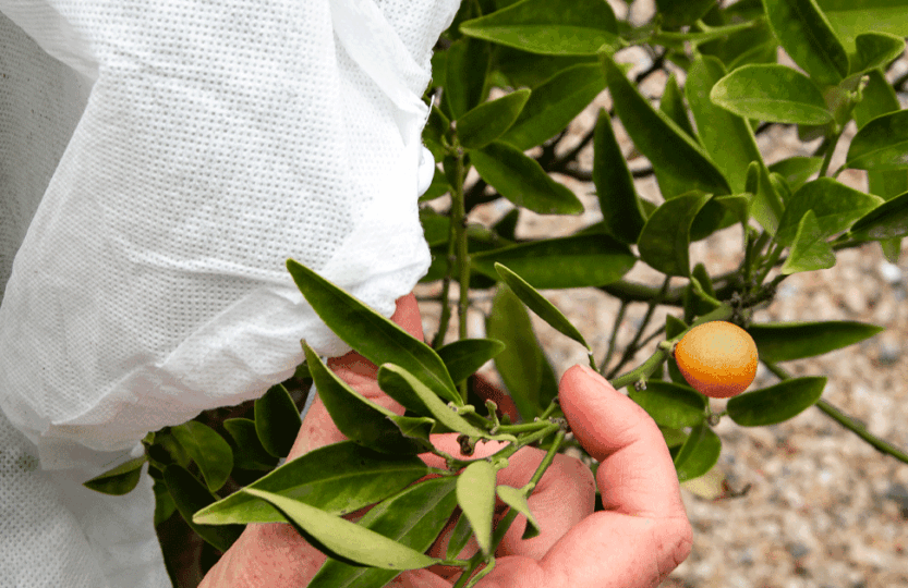 voile d'hivernage agrume