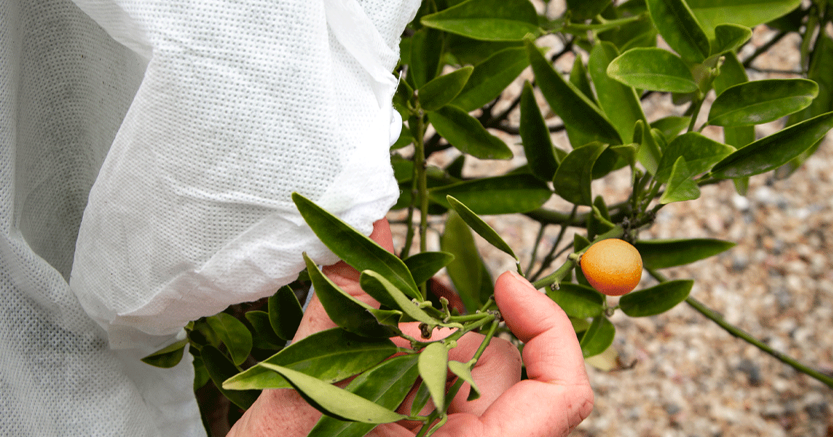 Protéger agrumes, oliviers et lauriers roses en pot