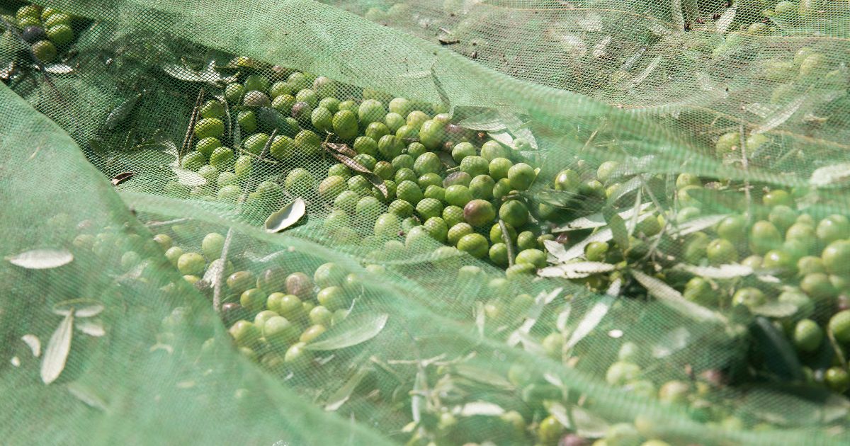 Filets de récolte : gagner du temps sur les grandes parcelles